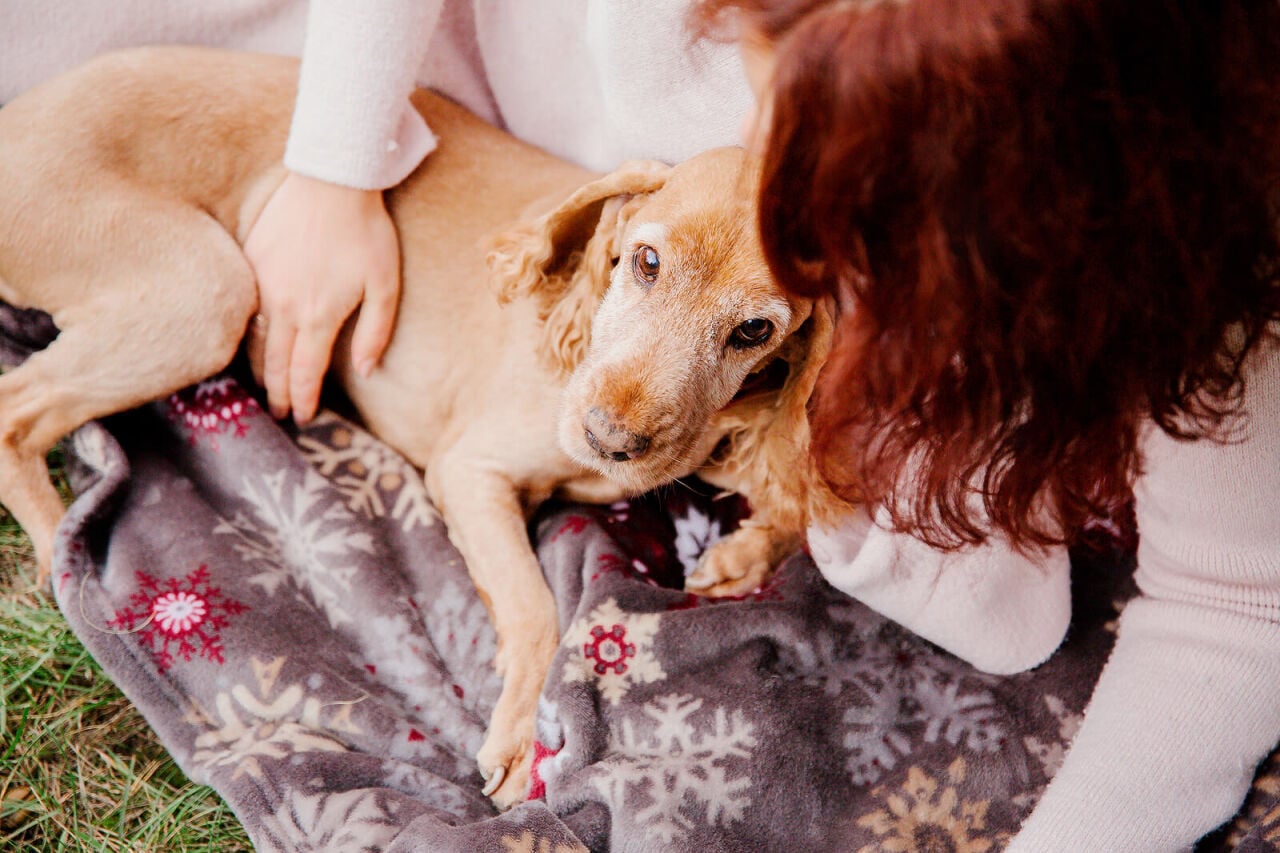 Köpeklerde Böbrek Yetmezliği Son Evre Belirtileri
