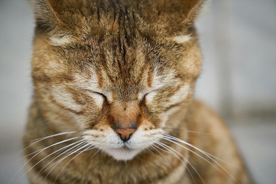 Böbrek Yetmezliği Olan Kedi Ne Kadar Yaşar?