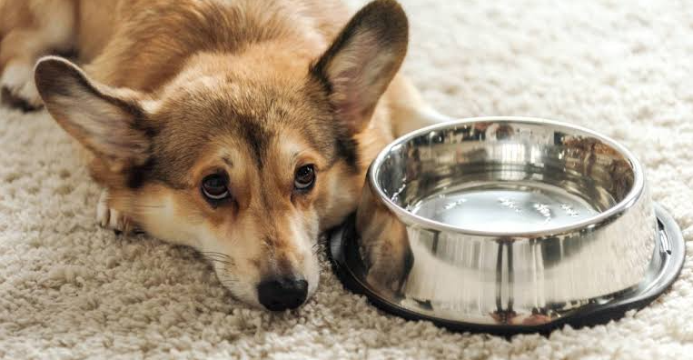 Köpeğim Yemek Yemiyor Su İçiyor: Nedenleri ve Çözüm Yolları