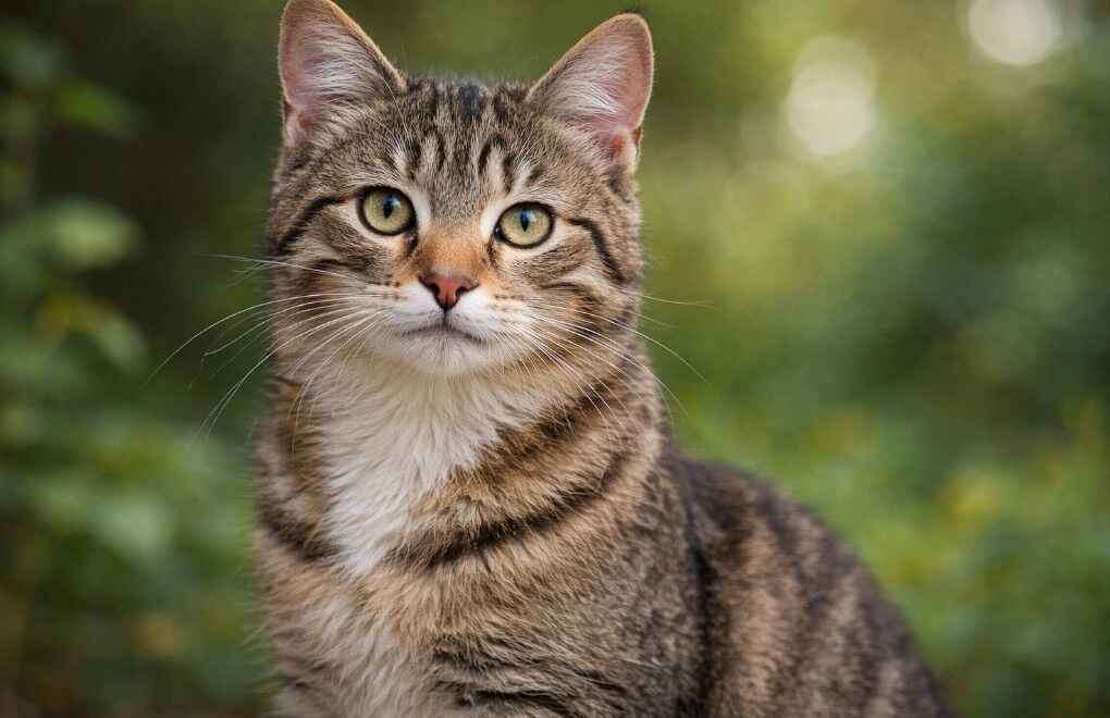 Pro Plan Hipoalerjenik Kedi Maması Ne İçin Tercih Edilir?