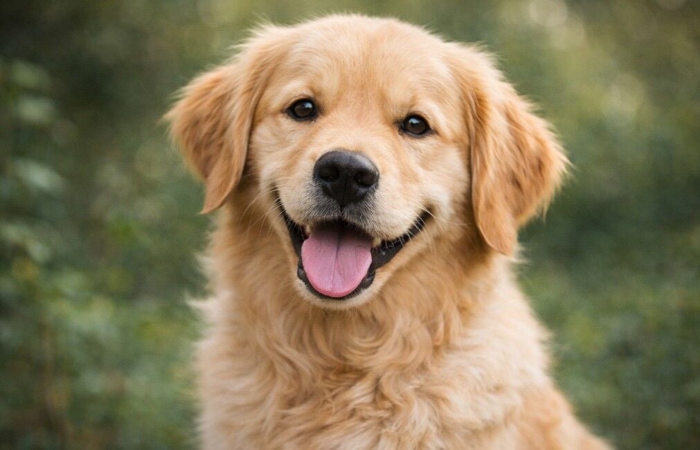 Royal Canin Hepatic Köpek Maması Nedir?