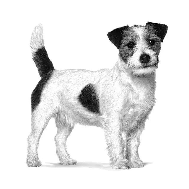 Royal Canin Adult Small 4 Kg Köpek Maması (SKT:03.2027) – Küçük Irk Yetişkin Köpekler İçin
