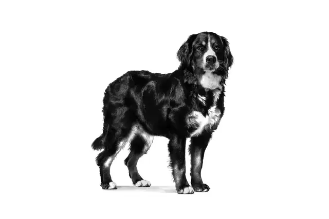 Royal Canin Adult Large 13 Kg Köpek Maması – Büyük Irk Yetişkin Köpekler İçin