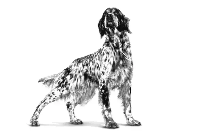 Royal Canin Urinary S/O 2 Kg Köpek Maması (SKT:11.2026) – İdrar Yolu Sağlığı İçin Veteriner Diyet