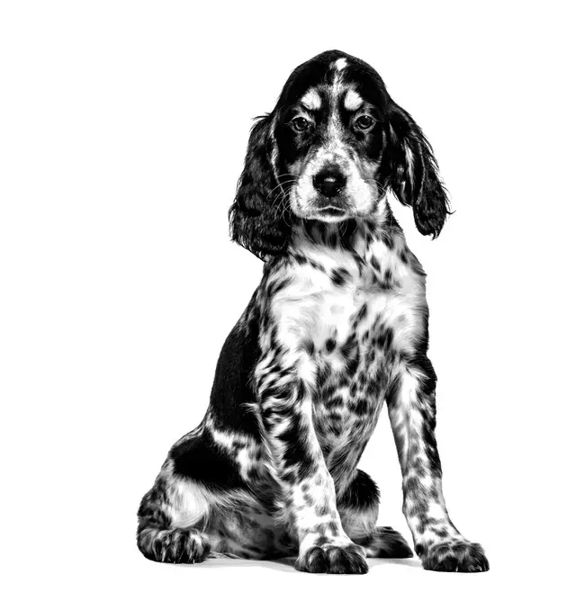 Royal Canin Gastrointestinal Puppy 2.5 Kg Köpek Maması (SKT:12.2026) – Yavru Köpekler İçin Sindirim Destekleyici Veteriner Diyet