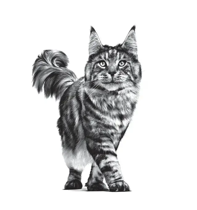 Royal Canin Neutered Satiety Balance 3.5 Kg Kedi Maması (SKT:06.2027) – Kısırlaştırılmış Kediler İçin Kilo Kontrolü